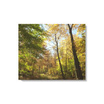 Sunlit Fall Forest II Autumn Landscape Photography Canvas Print