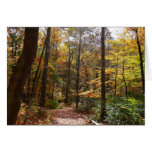 Sunlit Fall Trail in Laurel Hill State Park