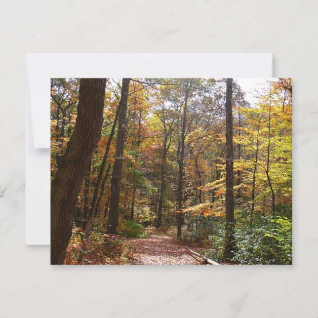 Sunlit Fall Trail in Laurel Hill State Park (Front)