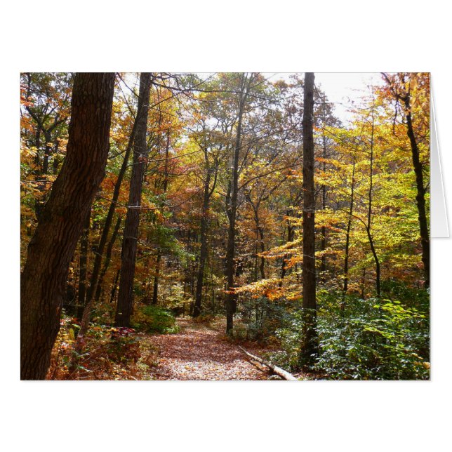 Sunlit Fall Trail in Laurel Hill State Park Card (Front Horizontal)