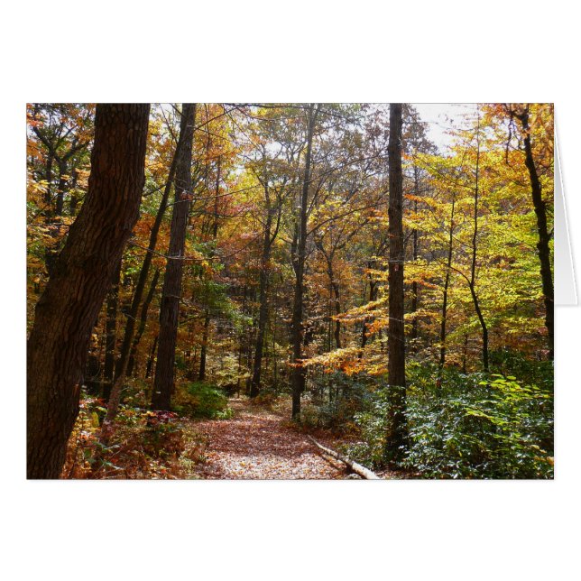 Sunlit Fall Trail in Laurel Hill State Park Cards (Front Horizontal)