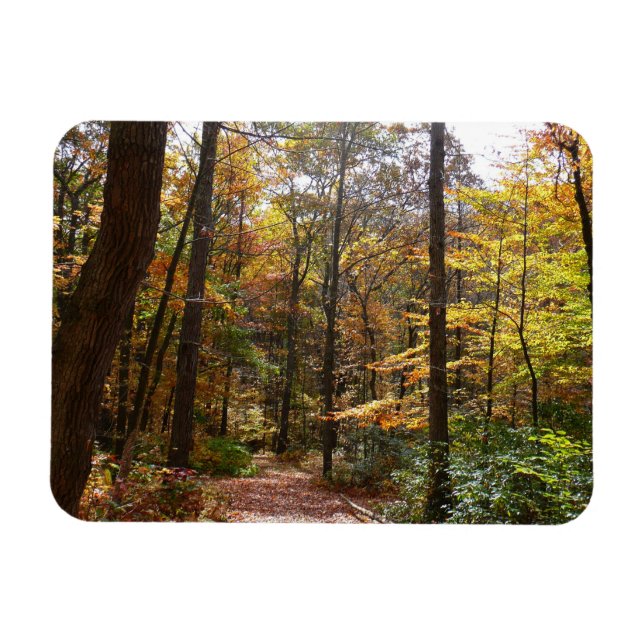 Sunlit Fall Trail in Laurel Hill State Park Magnet (Horizontal)