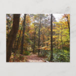 Sunlit Fall Trail in Laurel Hill State Park Postcard
