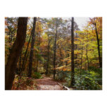 Sunlit Fall Trail in Laurel Hill State Park Poster