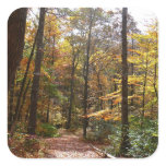 Sunlit Fall Trail in Laurel Hill State Park Square Sticker