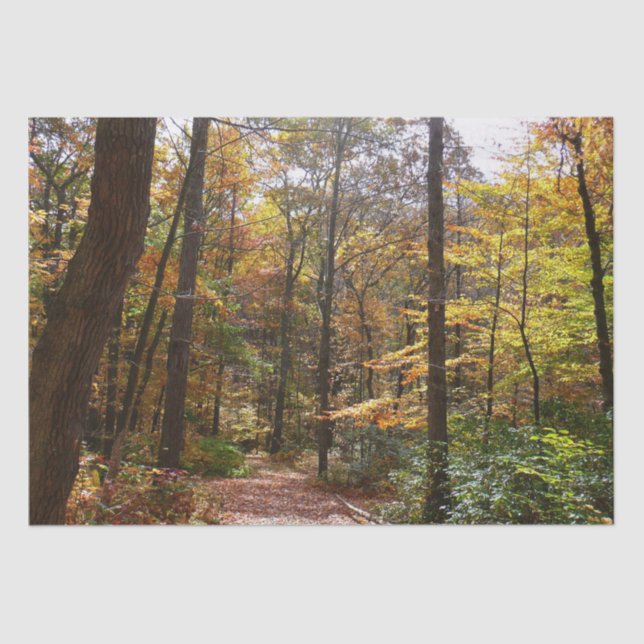 Sunlit Fall Trail in Laurel Hill State Park Tissue Paper (Front)