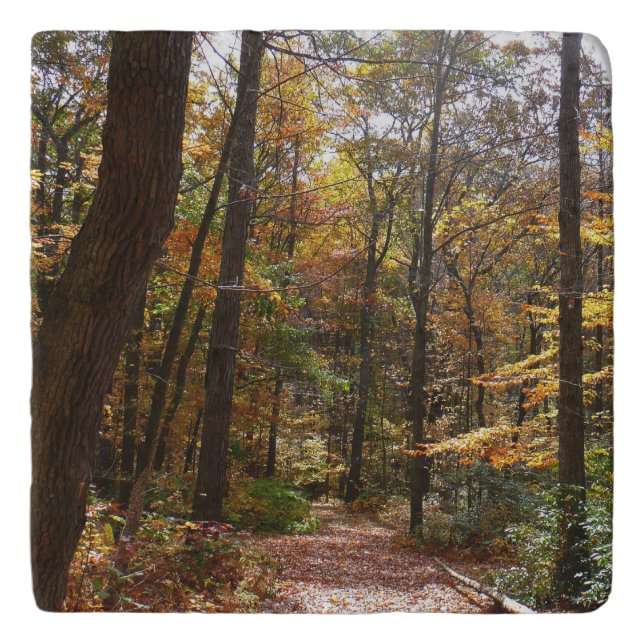 Sunlit Fall Trail in Laurel Hill State Park Trivet (Front)