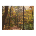 Sunlit Fall Trail in Laurel Hill State Park Wood Wall Art