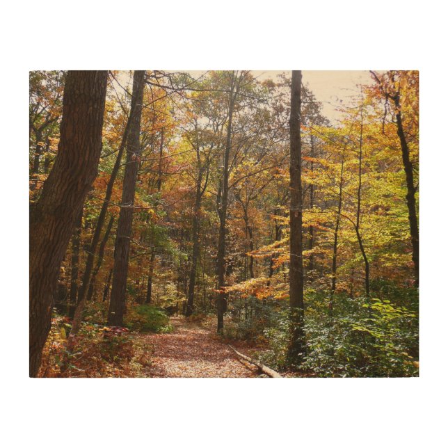 Sunlit Fall Trail in Laurel Hill State Park Wood Wall Art (Front)