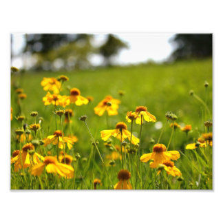 Sunlit flowers in a field photo print
