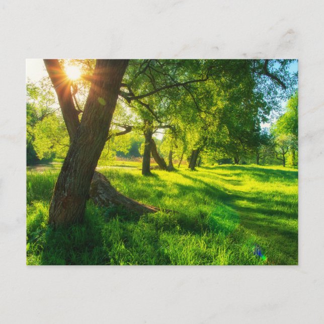 Sunlit Forest Meadow Postcard (Front)