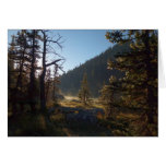 Sunlit Frosted Pine Trees at Dream Lake Cards