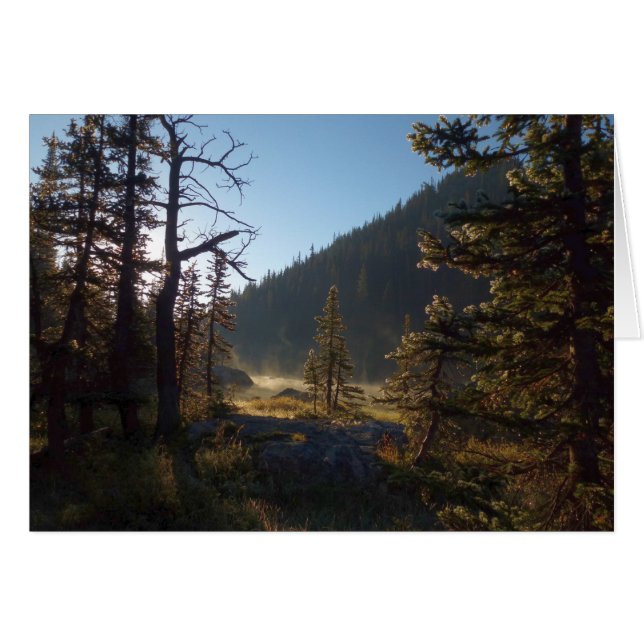 Sunlit Frosted Pine Trees at Dream Lake Cards (Front Horizontal)