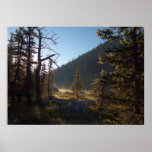 Sunlit Frosted Pine Trees at Dream Lake Poster