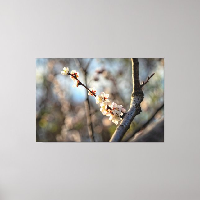 Sunlit Japanese Apricot Sakura White Flowers Canvas Print (Front)