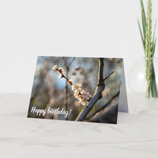 Sunlit Japanese Apricot Sakura White Flowers Card (Front)