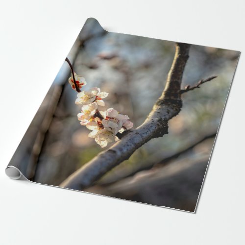 Sunlit Japanese Apricot Sakura White Flowers Wrapping Paper