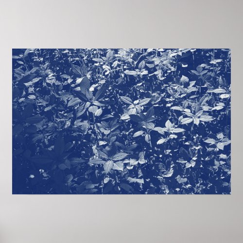 Sunlit Leaves _ Cyanotype Effect Poster