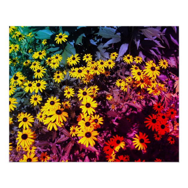 Sunlit Meadow Poster (Front)