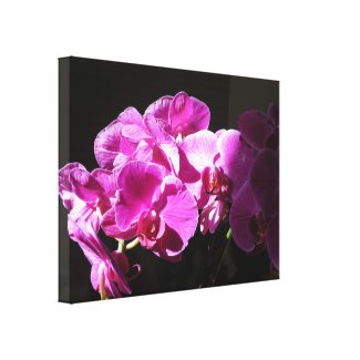 Sunlit Orchids Stretched Canvas Print