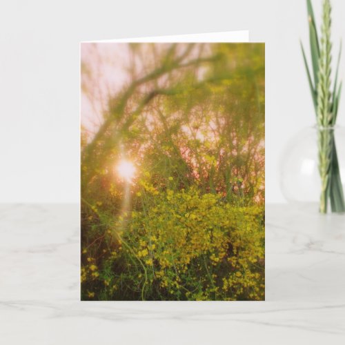 Sunlit Palo Verde Soft Glow Greeting Card