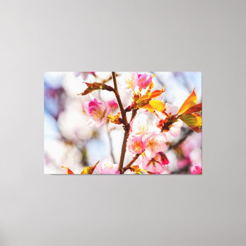 Sunlit Pink Sakura Flowers Cherry Blossoms Canvas Print