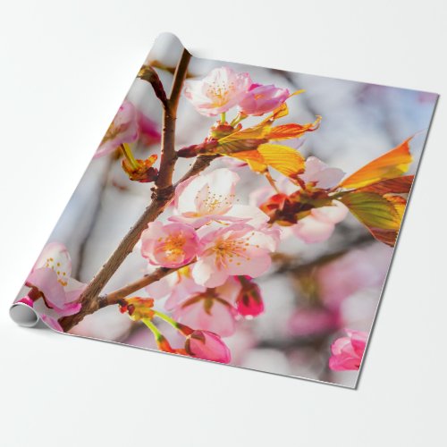 Sunlit Pink Sakura Flowers Cherry Blossoms Wrapping Paper