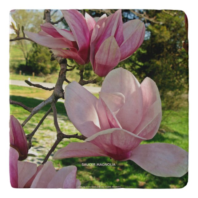 Sunlit Pink Saucer Magnolia Floral Photo Trivet (Front)