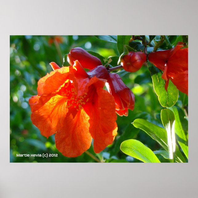 Sunlit Pomegranate Flower Poster (Front)