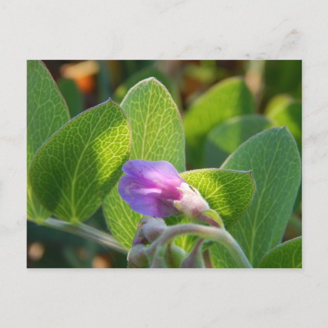 Sunlit Postcard (Front)