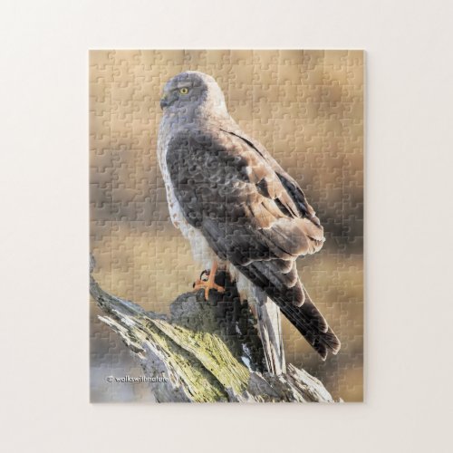 Sunlit Profile of a Male Northern Harrier Jigsaw Puzzle