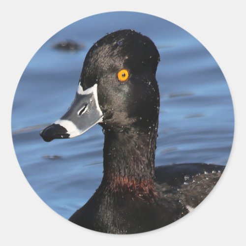 Sunlit Profile of a Ring_Necked Duck Classic Round Sticker