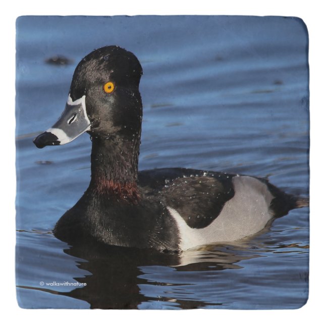 Sunlit Profile of a Ring-Necked Duck Trivet (Front)