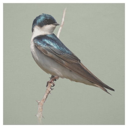 Sunlit Profile of a Tree Swallow Songbird Fabric