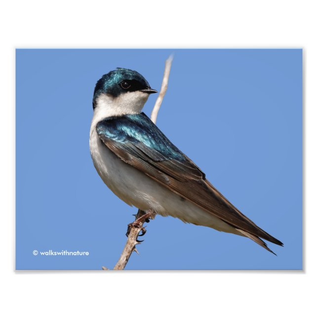 Sunlit Profile of a Tree Swallow Songbird Photo Print (Front)