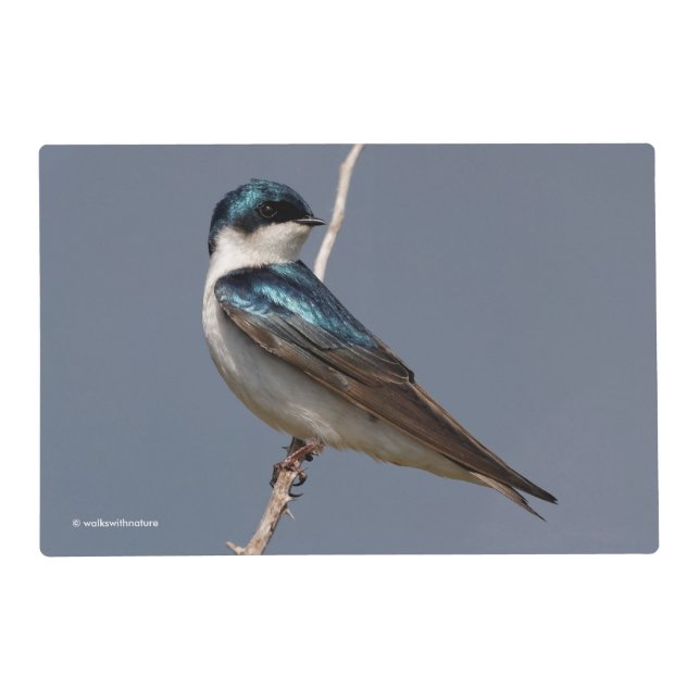 Sunlit Profile of a Tree Swallow Songbird Placemat (Front)