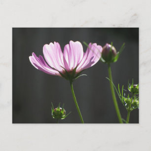 Sunlit Purple Cosmos Postcard