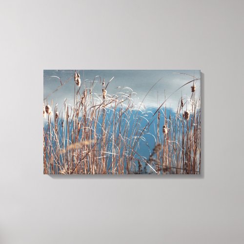 Sunlit reeds and cattails canvas print