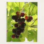 Sunlit ripe grapes. planner<br><div class="desc">Taken out of my dining room window.</div>