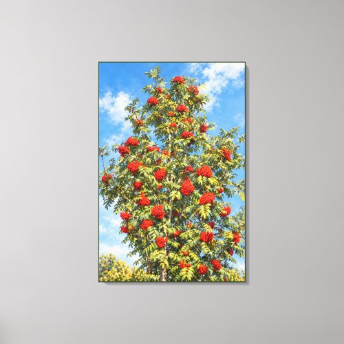 Sunlit Rowan Tree with Scarlet Berry Clusters Canvas Print
