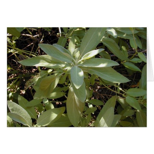 Sunlit Sage card (Front Horizontal)