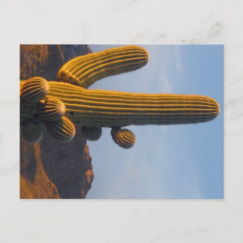 Sunlit Saguaro _ Arizona postcard