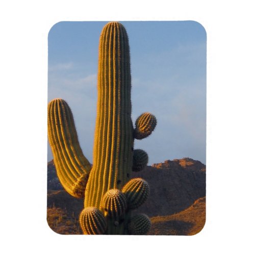 Sunlit Saguaro Cactus Magnet