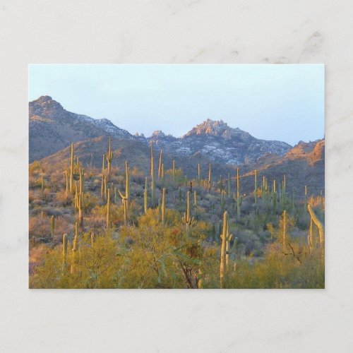 Sunlit Saguaro Field Postcard