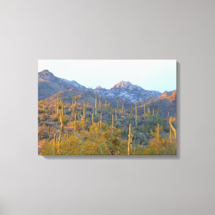Sunlit Saguaros in Winter Wrapped Canvas Print