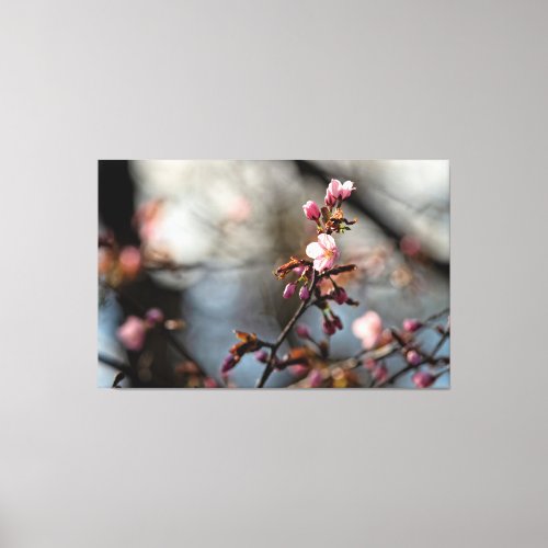 Sunlit Sakura Flowers Against The Cloudy Sky Canvas Print