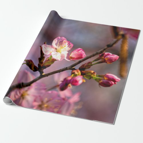 Sunlit Sakura Flowers And Buds On A Clear Day Wrapping Paper