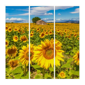 Sunlit Serenity – Golden Sunflower Field Triptych