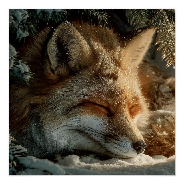 Sunlit Snow Fox Rest Poster (Front)