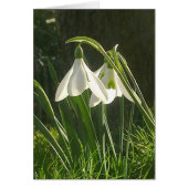Sunlit Snowdrops Card (Front)